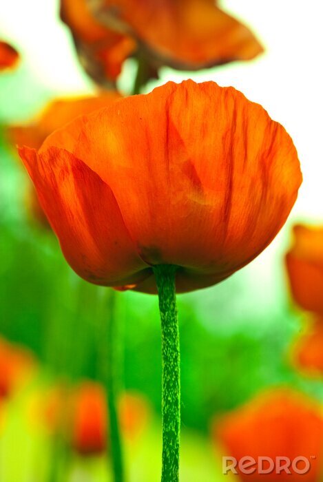 Poster papaver bloem