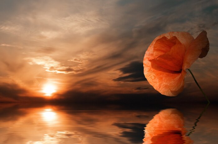 Poster Papaver weerspiegelt in het water