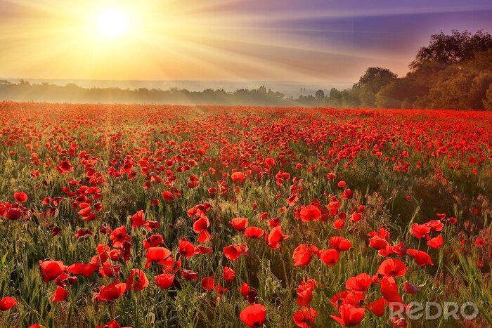 Poster Papavers in de wei op een zonnige dag