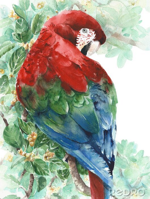 Poster Papegaai Ara rood groen blauw vogel zittend op de boom aquarel schilderij illustratie geïsoleerd op een witte achtergrond