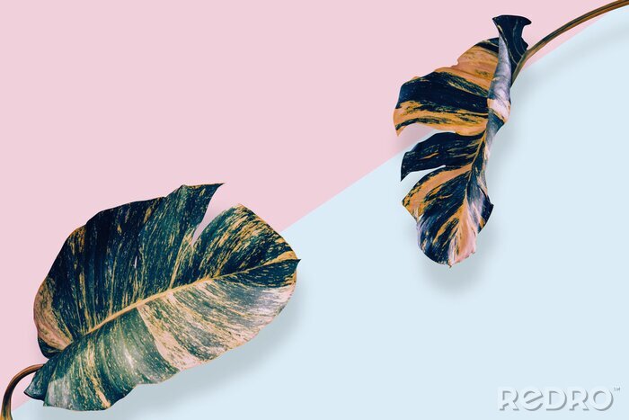 Poster Paper pink and blue tropical art leaves to place a product design with clipping path.