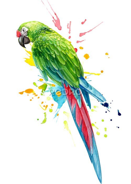Poster parrot bird and paint splashes on an isolated white background, watercolor illustration, hand drawing 