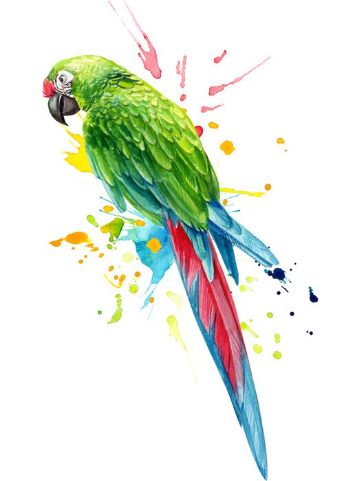 Poster parrot bird and paint splashes on an isolated white background, watercolor illustration, hand drawing 