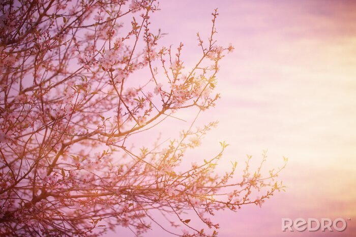 Poster Pastelfoto met een boom