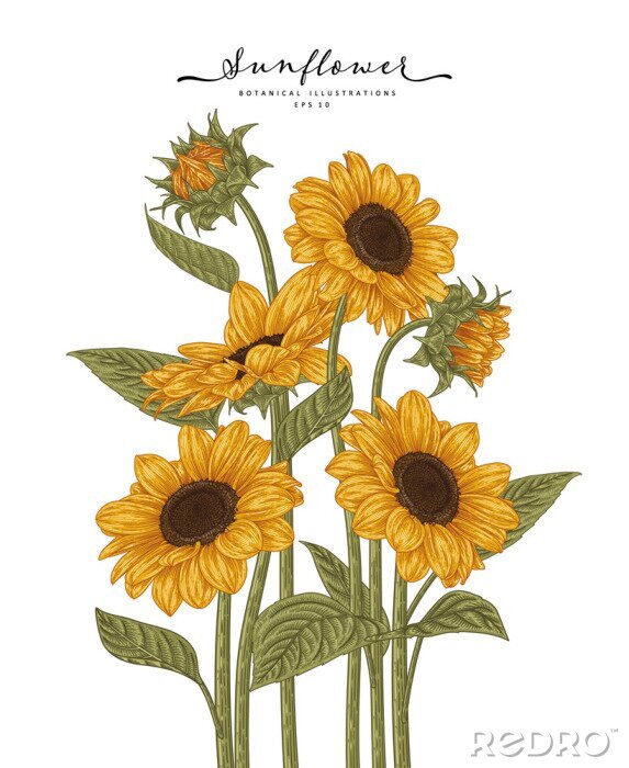 Poster Pastelkleurige zonnebloemen in tekenstijl