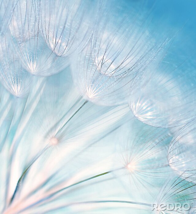 Poster Pastellen paardenbloemen op de achtergrond van de hemel