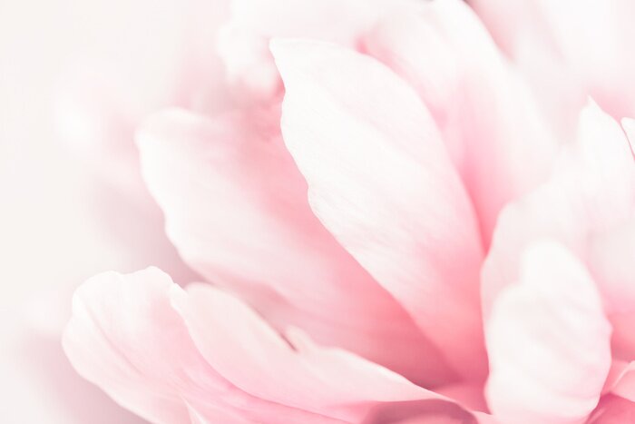 Poster Peony de delicatesse van bloemblaadjes