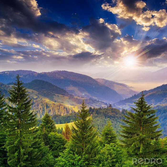 Poster pijnbomen nabij vallei in de bergen en bossen op de heuvel onder