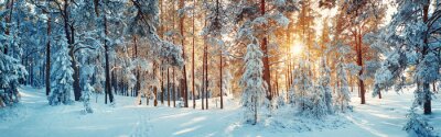 Pine bomen bedekt met sneeuw op ijzige avond. Prachtig winterpanorama