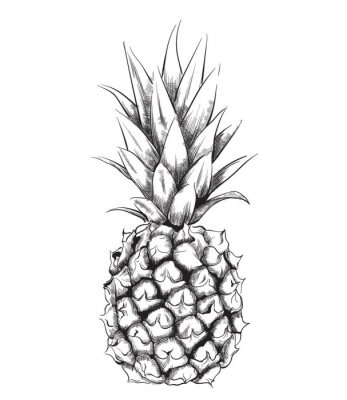 Poster Pineapple vector line art. Vintage design fruit isolated on whites