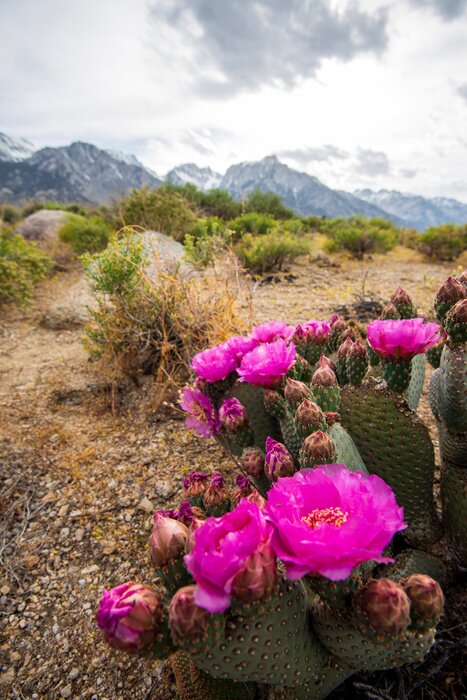 Poster pink cactus flowers blooming on cactus plant in desert