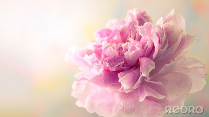 Poster Pioen op een gekleurde achtergrond