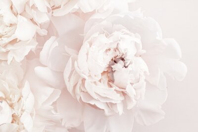 Pioenrozen in pastelkleuren