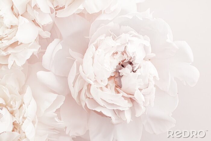 Poster Pioenrozen in pastelkleuren