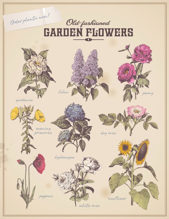 Poster plakkaat bloemist met 9 vintage tuin bloemen