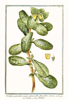 Poster Plant met gespikkelde bladeren retro tekening