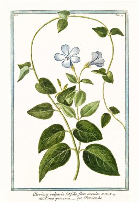 Poster Plant met kronkelende stengel tekening