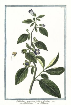 Plant met paarse bloemen illustratie uit een atlas