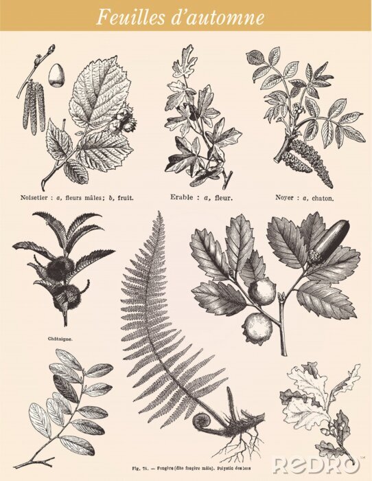 Poster Plant verlaat botanische illustratie