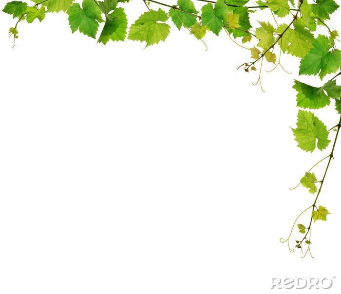 Poster Planten die klimmen