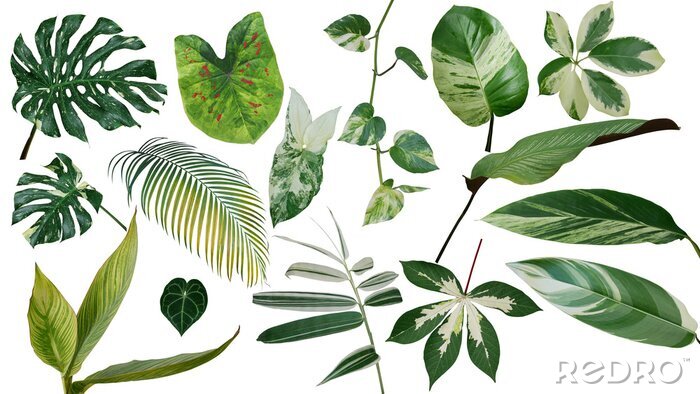 Poster Planten en bladeren op witte achtergrond