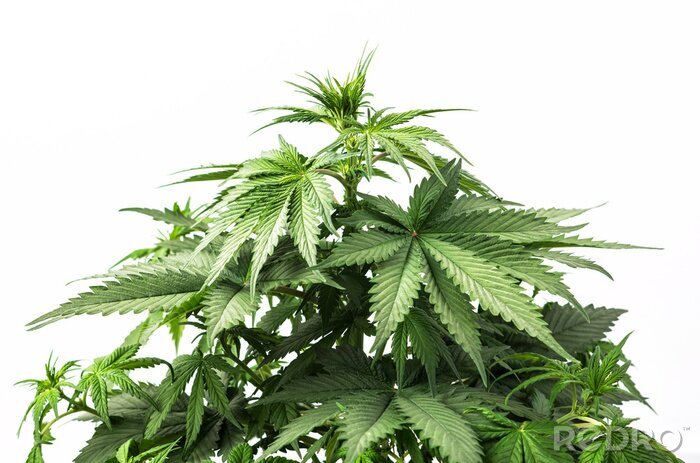 Poster Planten met groene bladeren