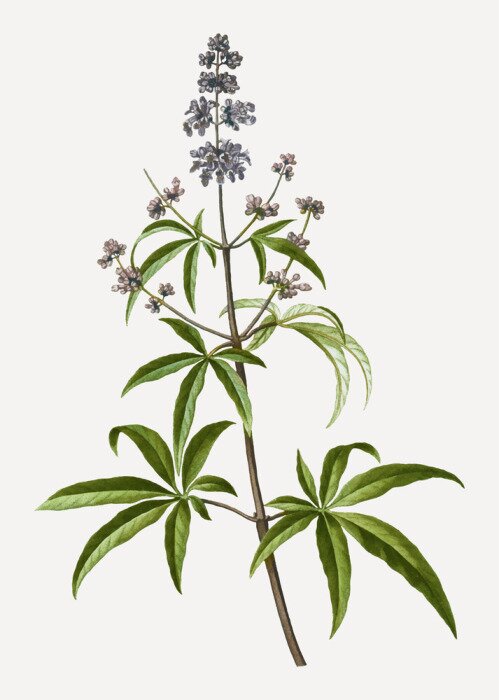 Poster Plantentakje met vruchten en bloemen