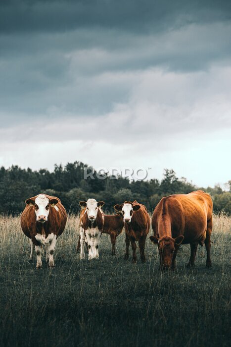 Poster Plattelandslandschap met koeien