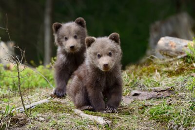Pluizige beren welpen in het bos