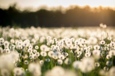 Poster Pluizige bloemen in de wei bij zonsopgang
