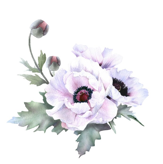 Poster Poederachtige klaprozen met zwarte meeldraden