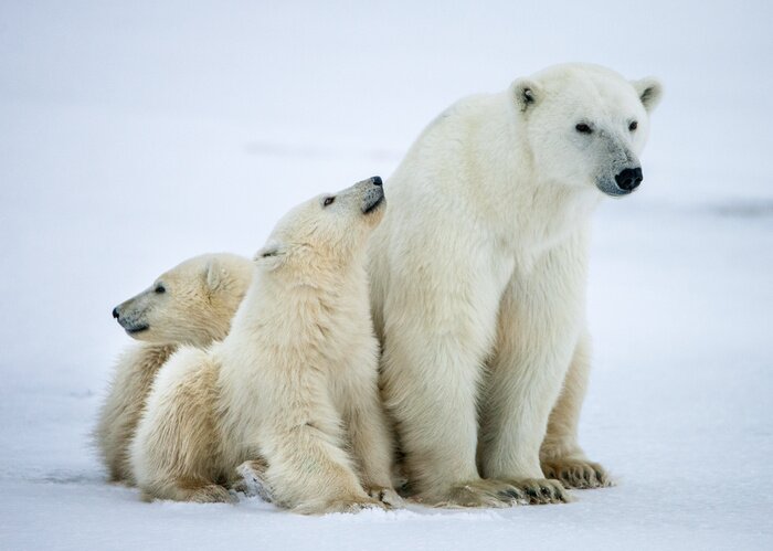 Poster Polar she-beer met welpen. Een Polar berin met twee kleine beer welpen op de sneeuw.