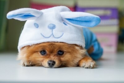 Pommeren puppy in een grappige bunny kostuum