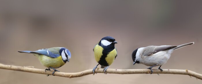 Poster Poolse vogels op een tak