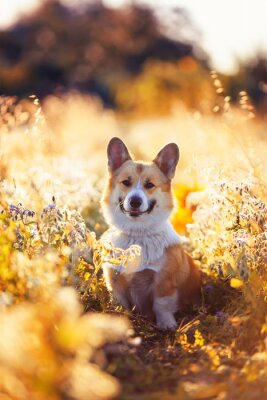 Poster portrait funny cute puppy dog a red headed Corgi sits on a summer meadow and smiles contentedly against a background bathed in the Golden light of the setting sun flowers and grass