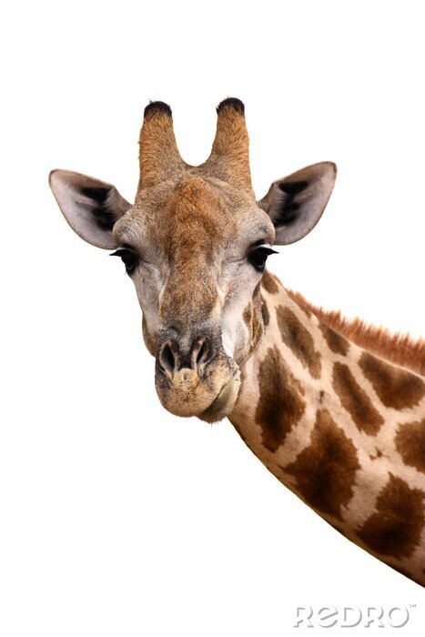 Poster Portret van de giraf