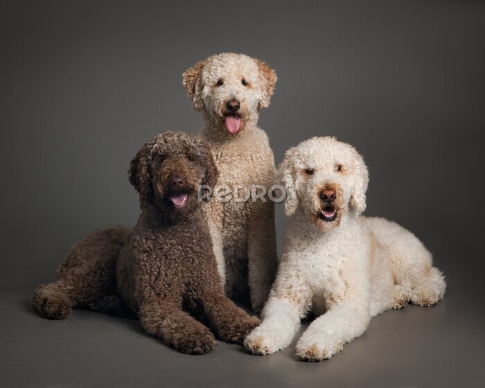 Poster Portret van drie rasechte honden