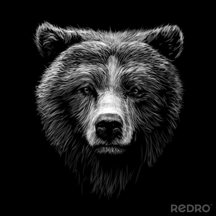 Poster Portret van een beer op een zwarte achtergrond