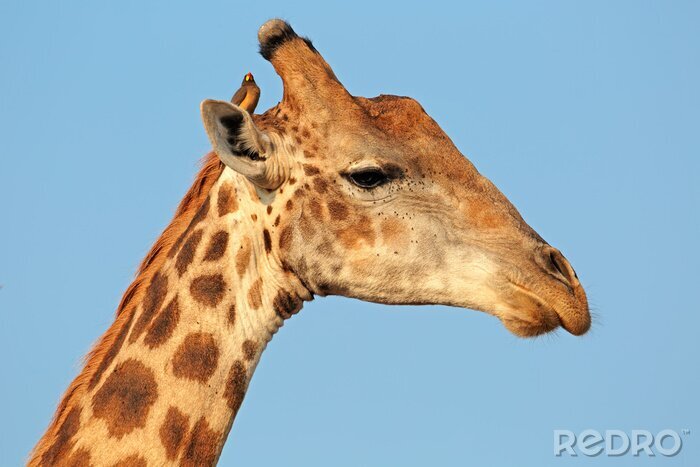 Poster Portret van een giraf (Giraffa camelopardalis) met oxpecker vogel, Kruger National Park, Zuid-Afrika.