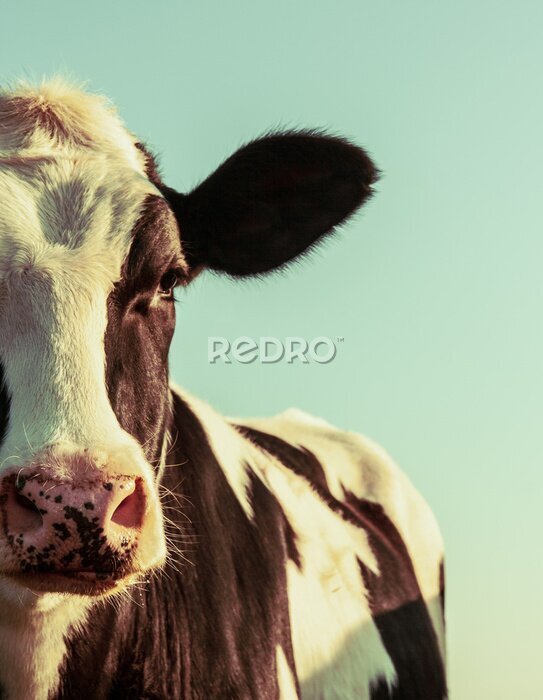 Poster Portret van een Holsteinse koe