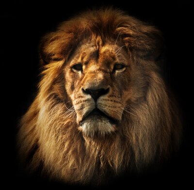 Portret van een leeuw op een donkere achtergrond