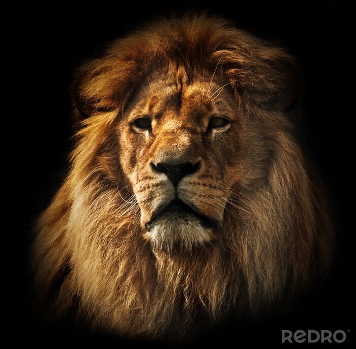 Poster Portret van een leeuw op een donkere achtergrond