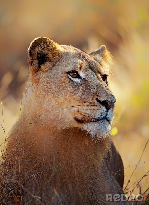 Poster Portret van een leeuwin in het gras