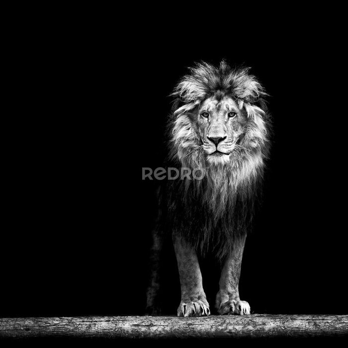 Poster Portret van een mooie leeuw, leeuw in het donker