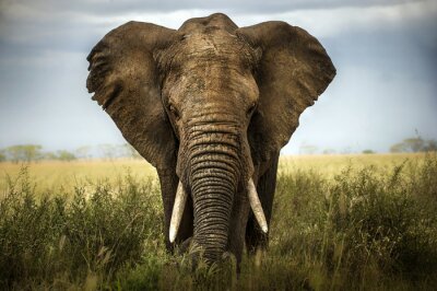 Poster Portret van een olifant van voren