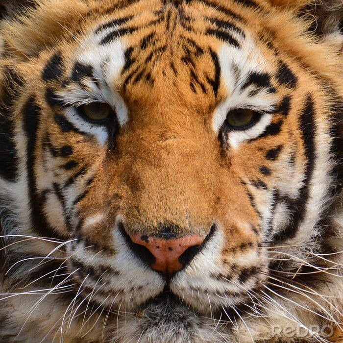 Poster Portret van een oranje tijger