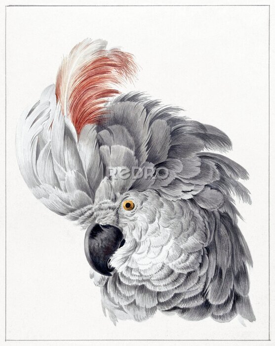 Poster Portret van een papegaai