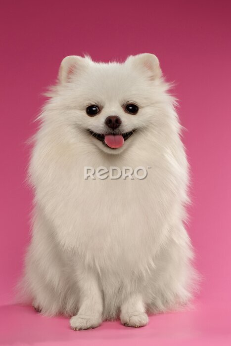 Poster Portret van een schattige hond