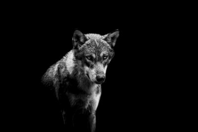 Portret van een wolf op zwarte achtergrond