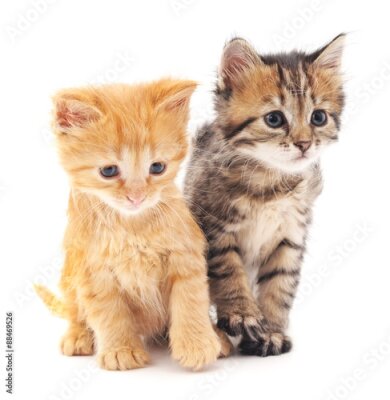 Poster Portret van kleine kittens